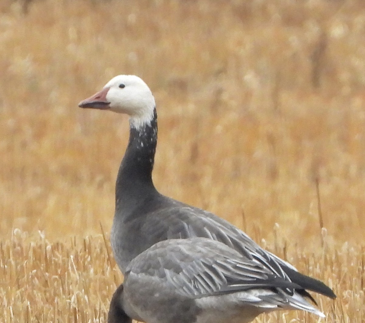 Snow Goose - ML643211533