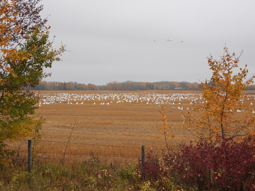 Snow Goose - ML643211538