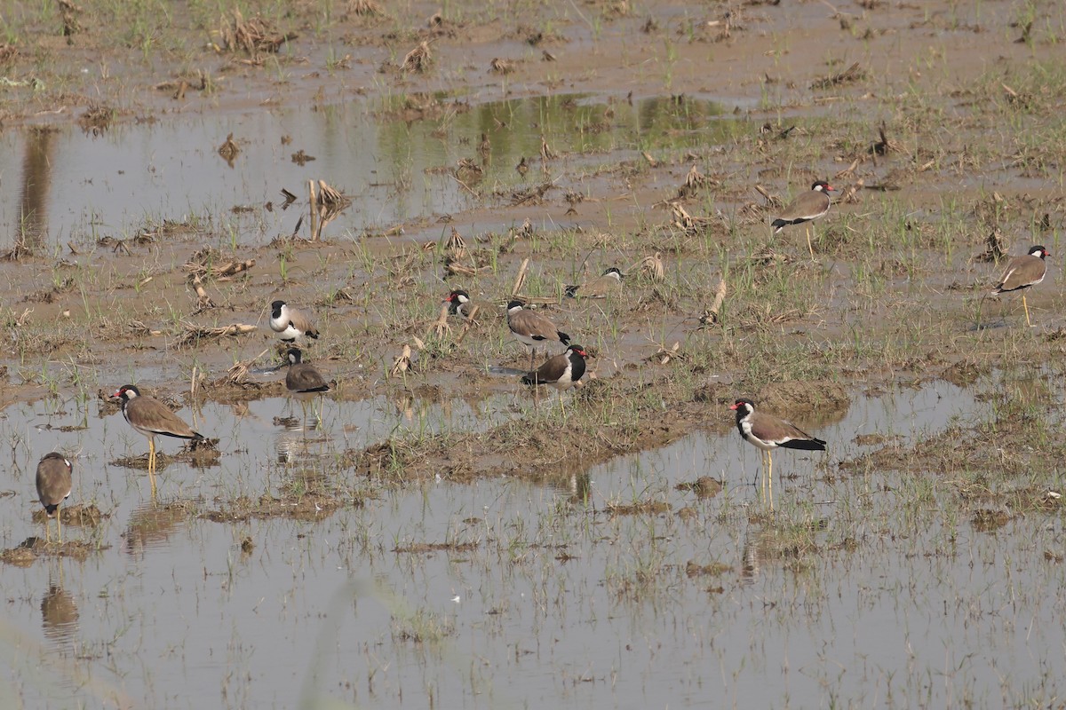 River Lapwing - ML643211554