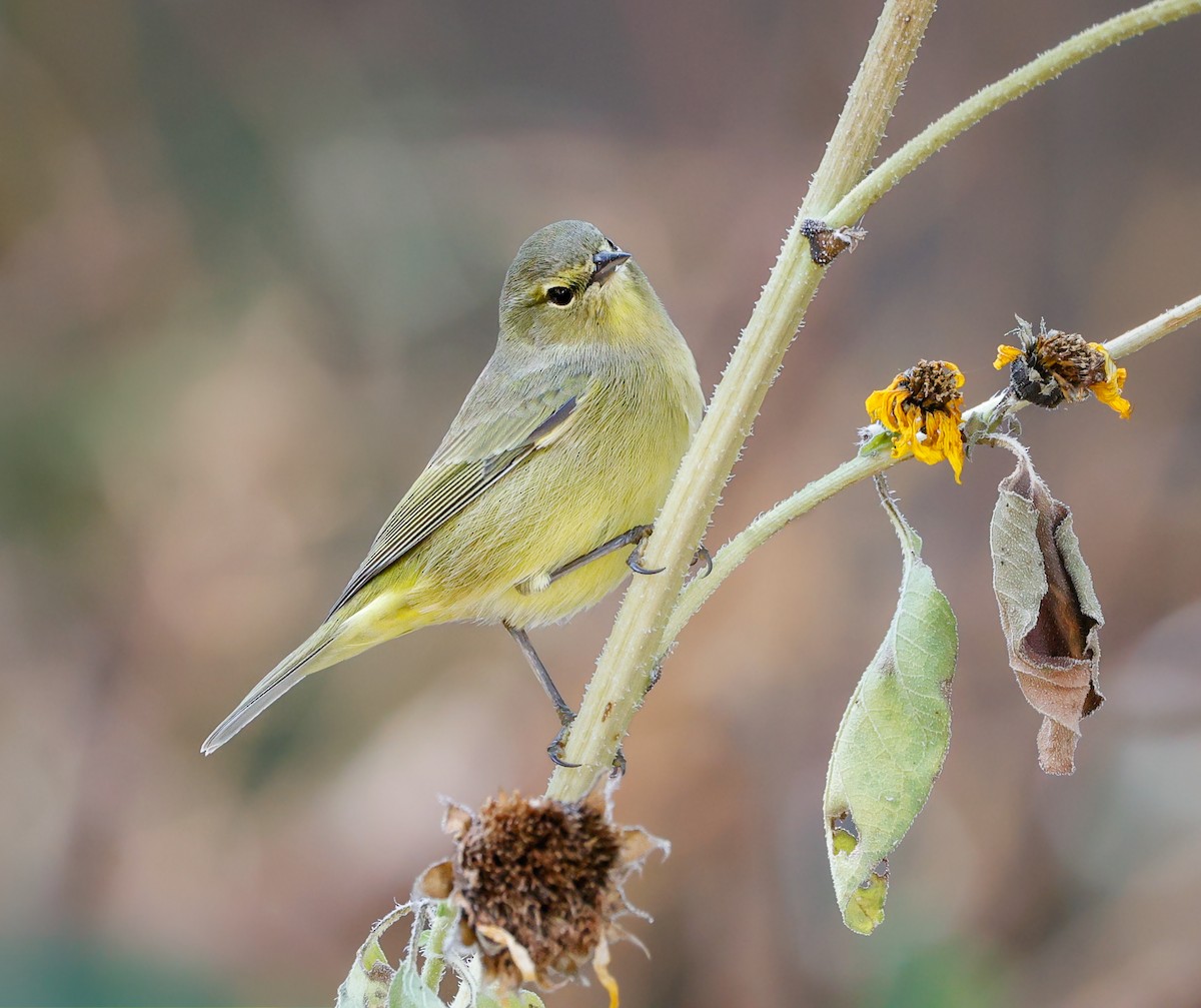 Orange-crowned Warbler - ML643211567