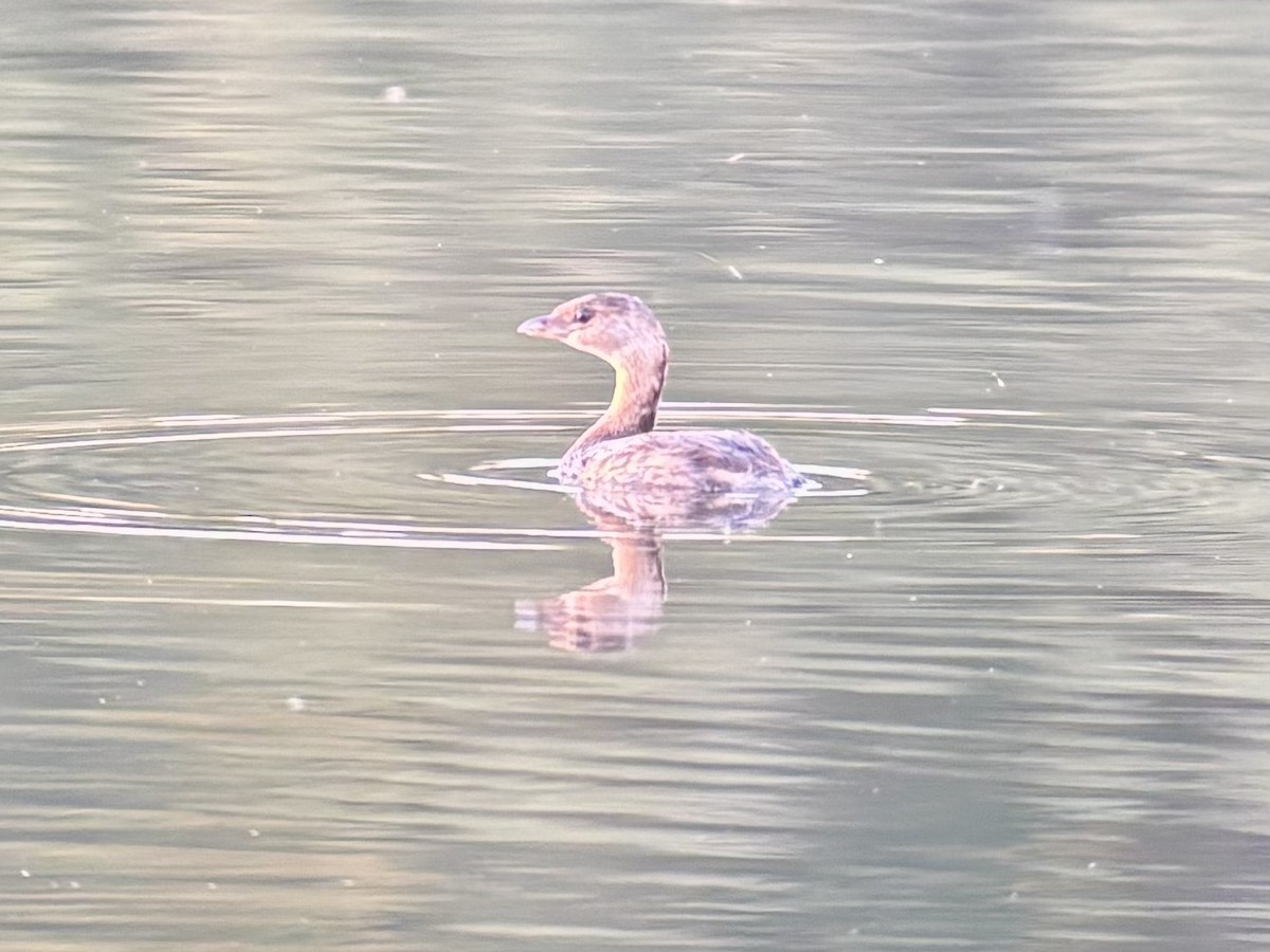 Pied-billed Grebe - ML643211576