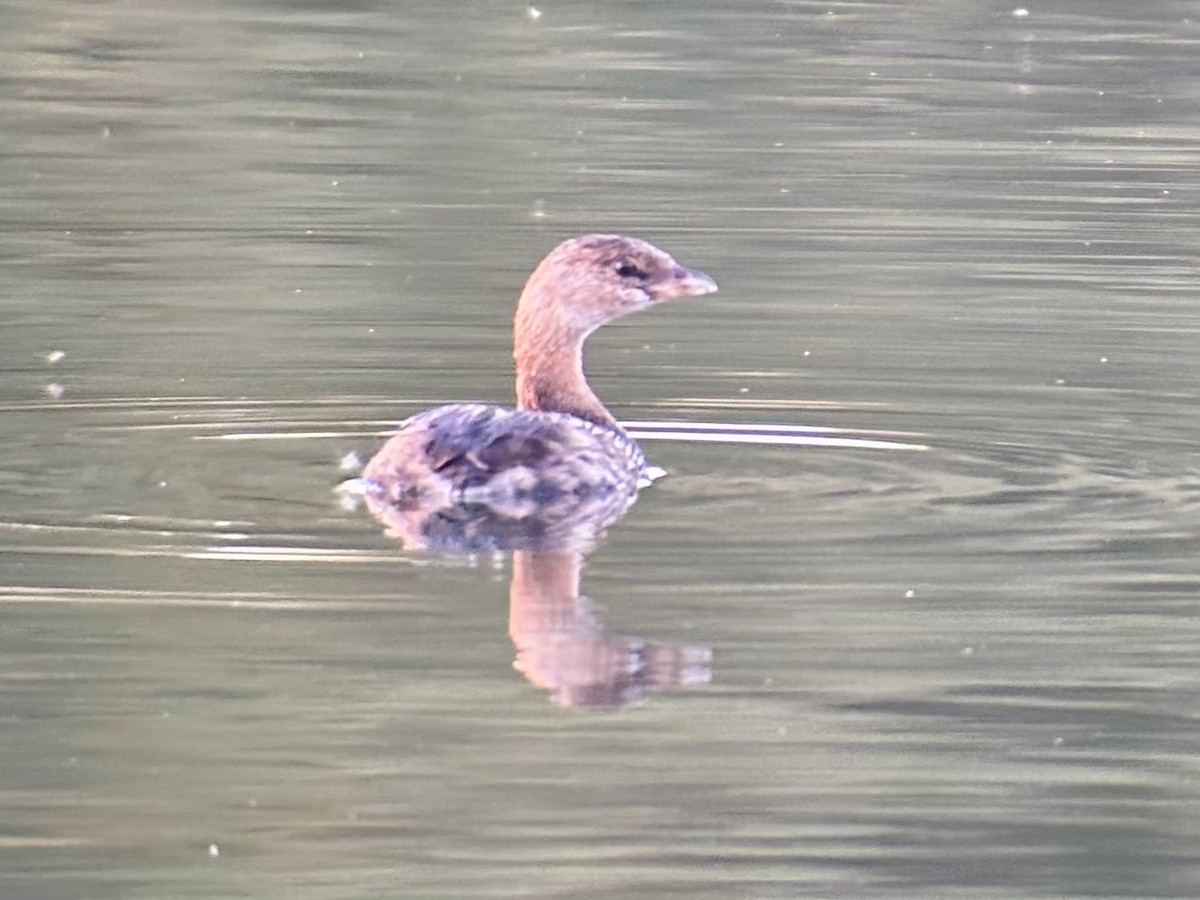 Pied-billed Grebe - ML643211577