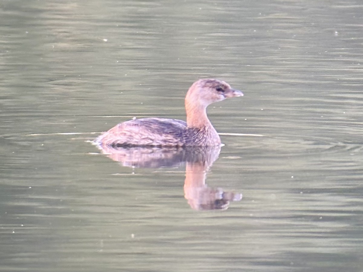 Pied-billed Grebe - ML643211578