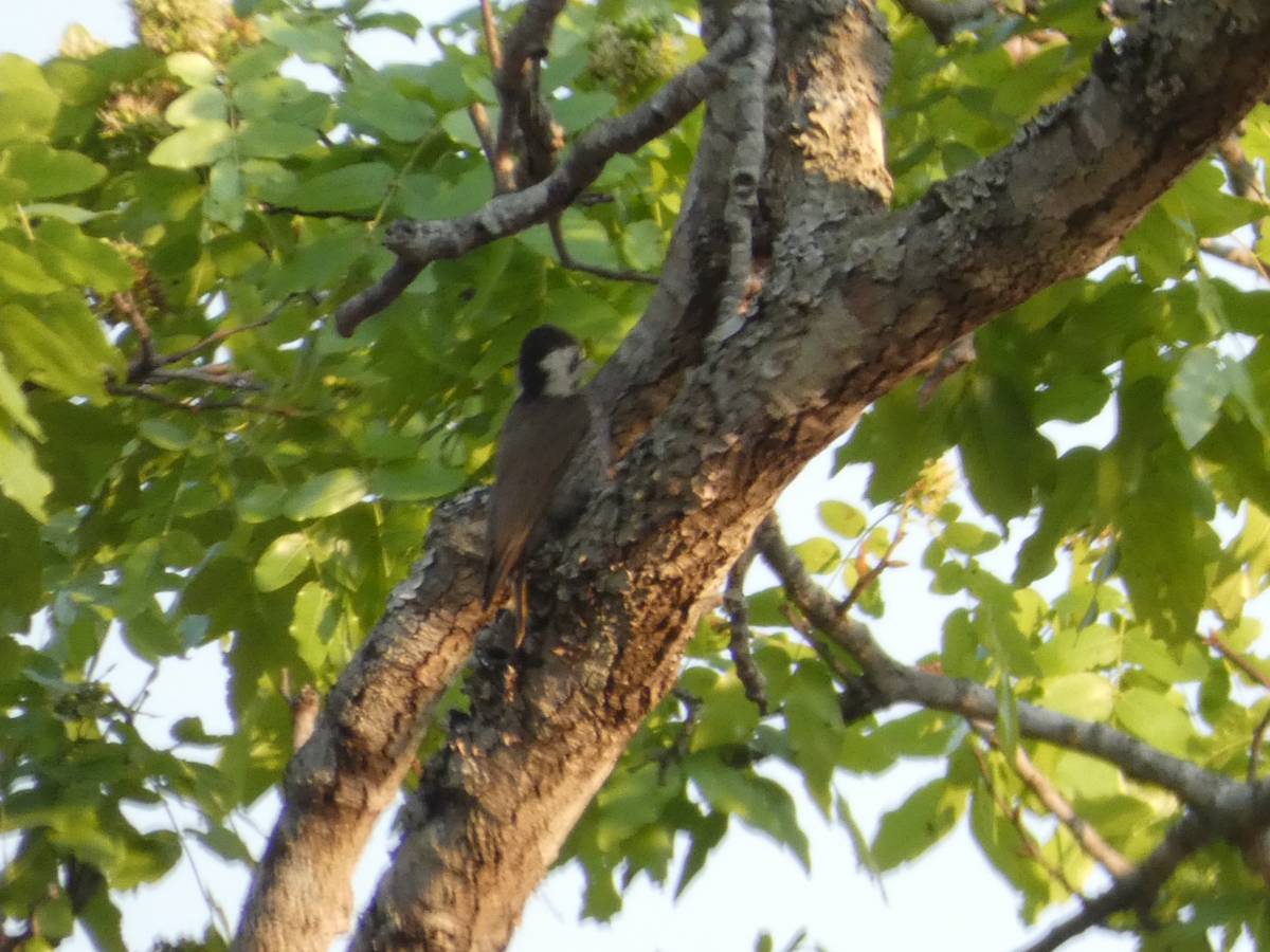 Bearded Woodpecker - ML643211585