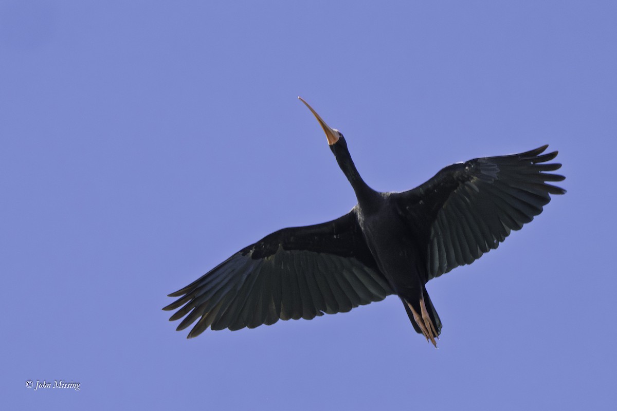 Bare-faced Ibis - ML643211586