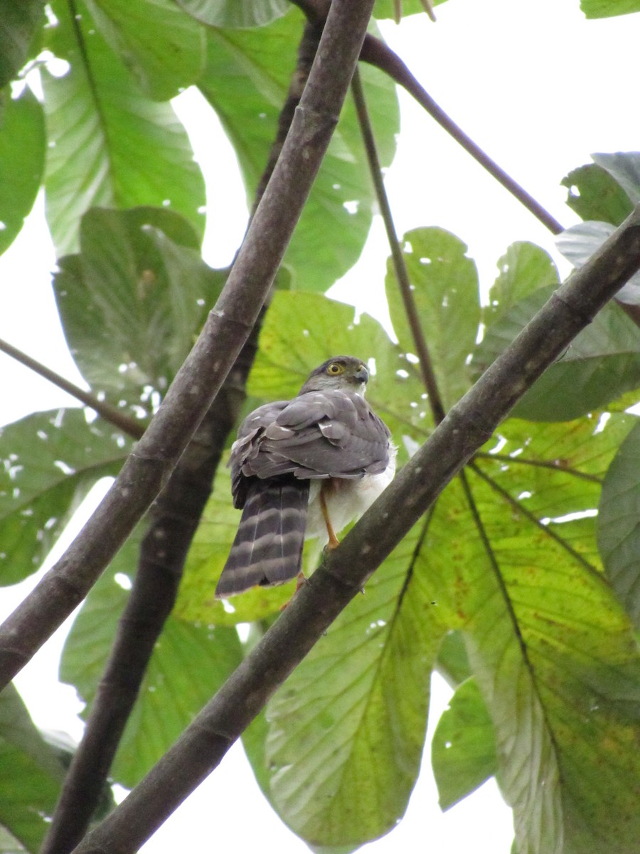 Sharp-shinned Hawk - ML643211590