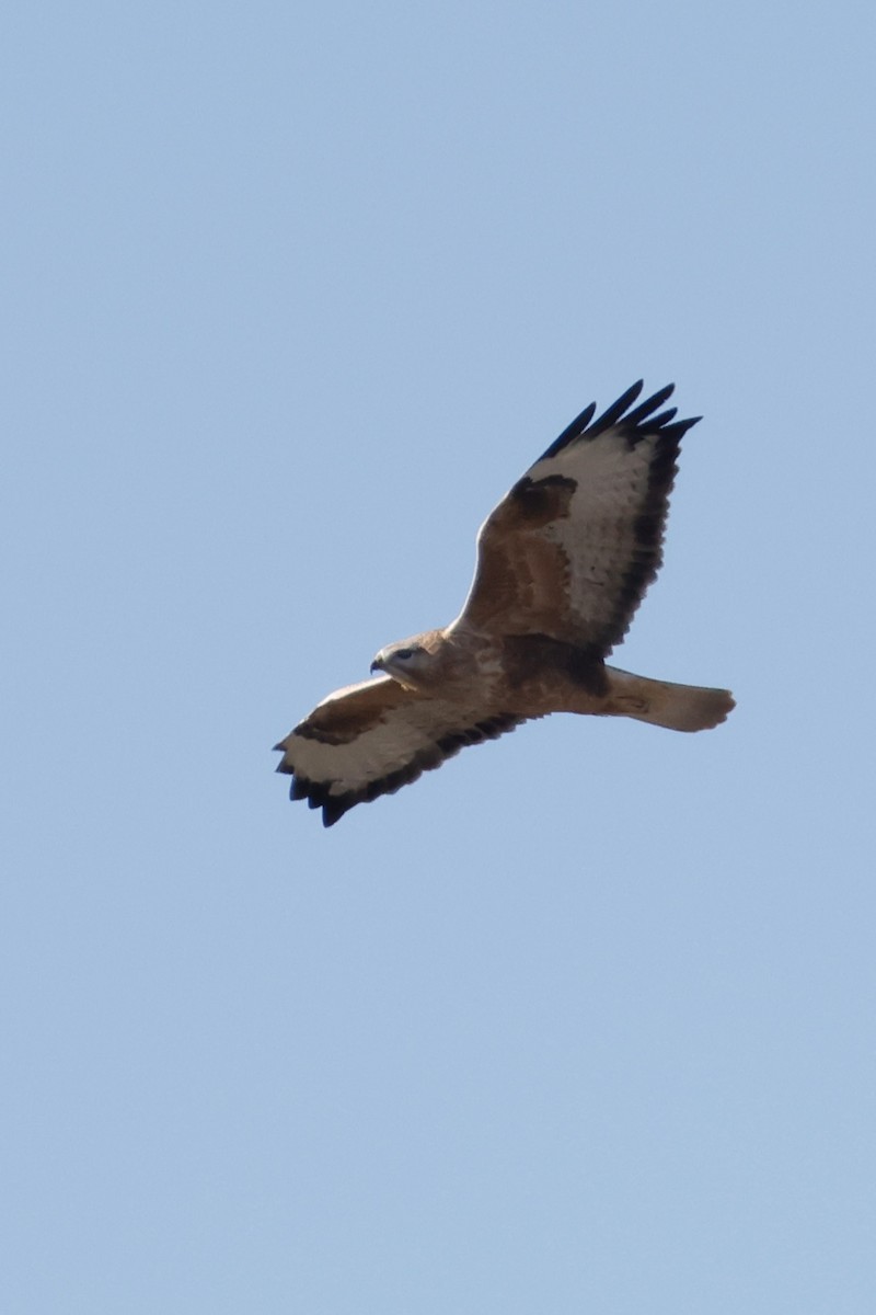 Upland Buzzard - ML643211592