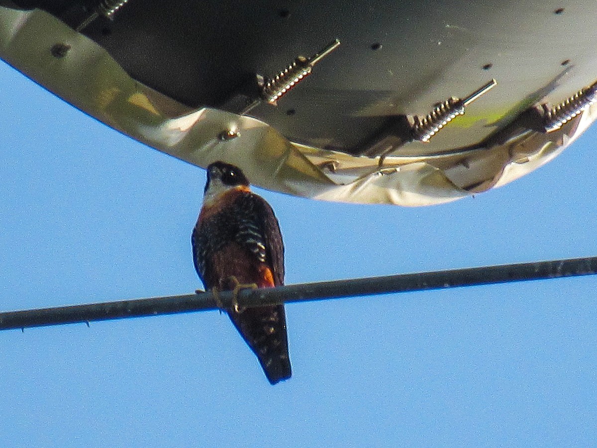 Orange-breasted Falcon - ML643211597