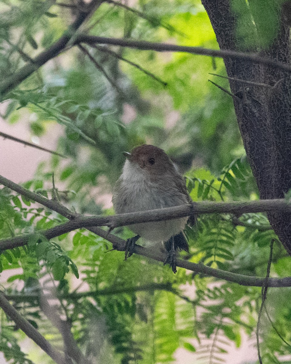 Fulvous-faced Scrub-Tyrant - ML643211609