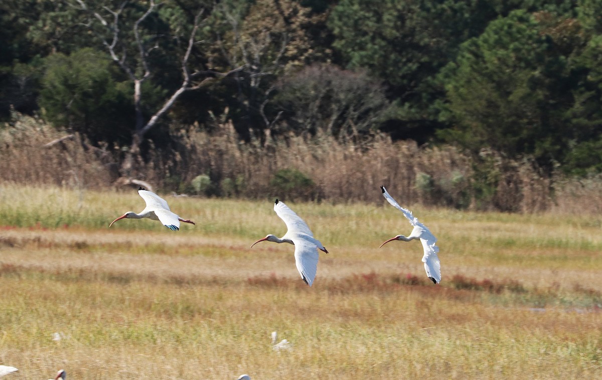White Ibis - ML643211627