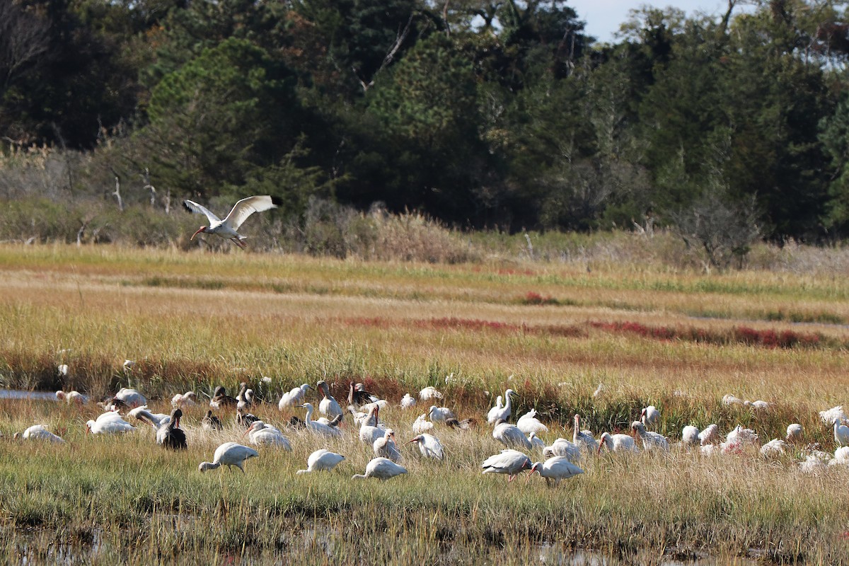 White Ibis - ML643211628