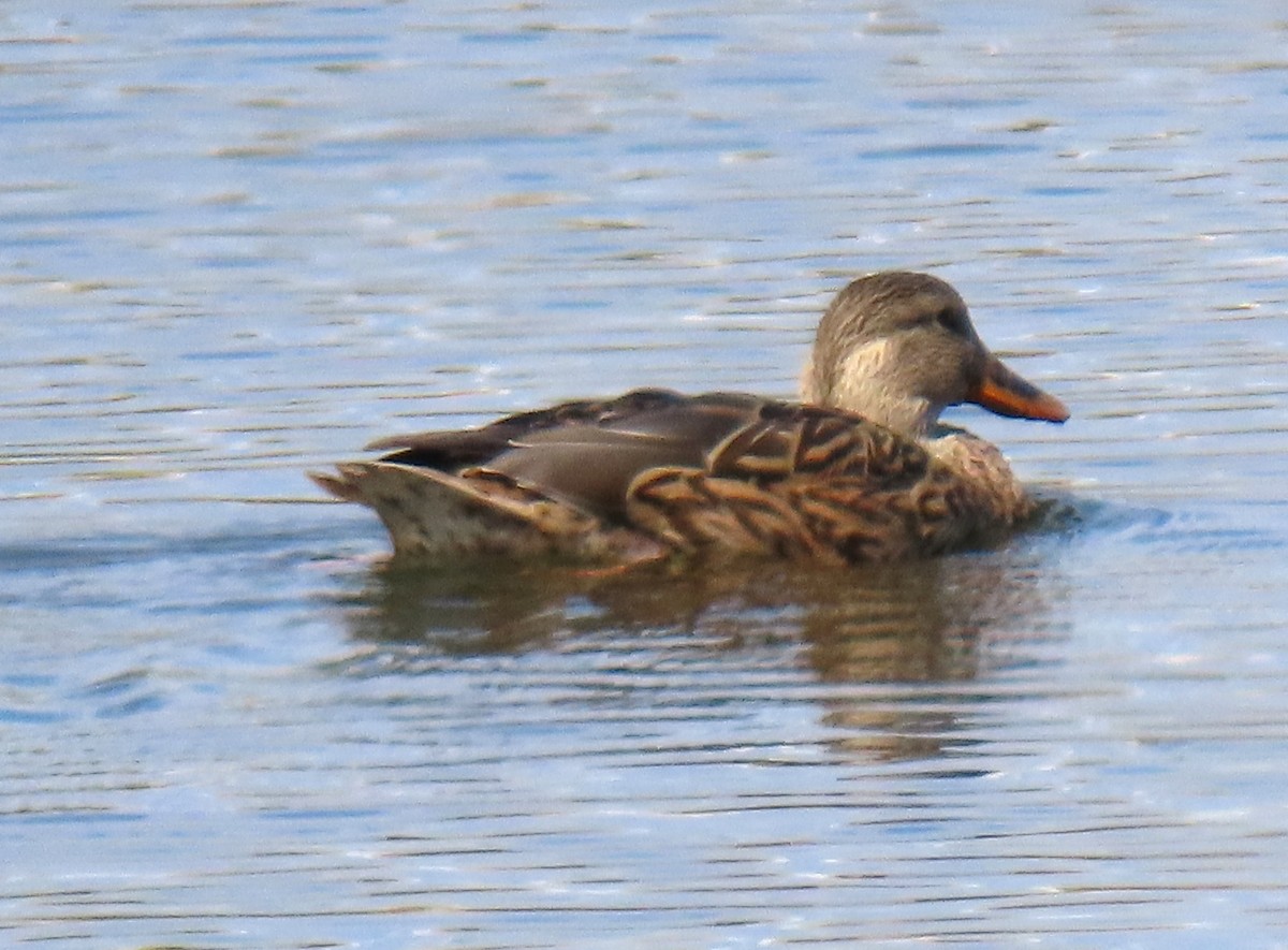 Mallard/Mexican Duck - ML643211638
