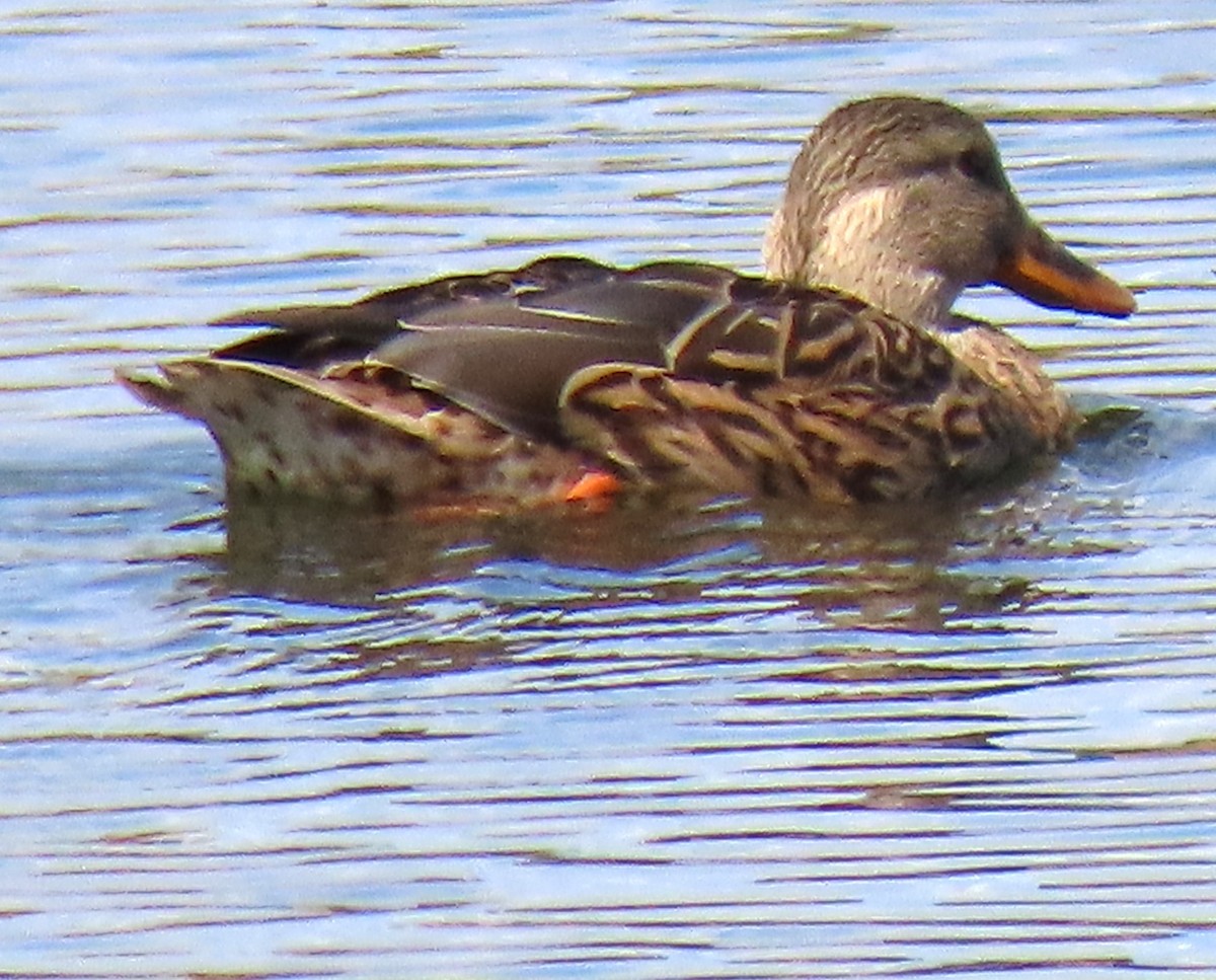 Mallard/Mexican Duck - ML643211640