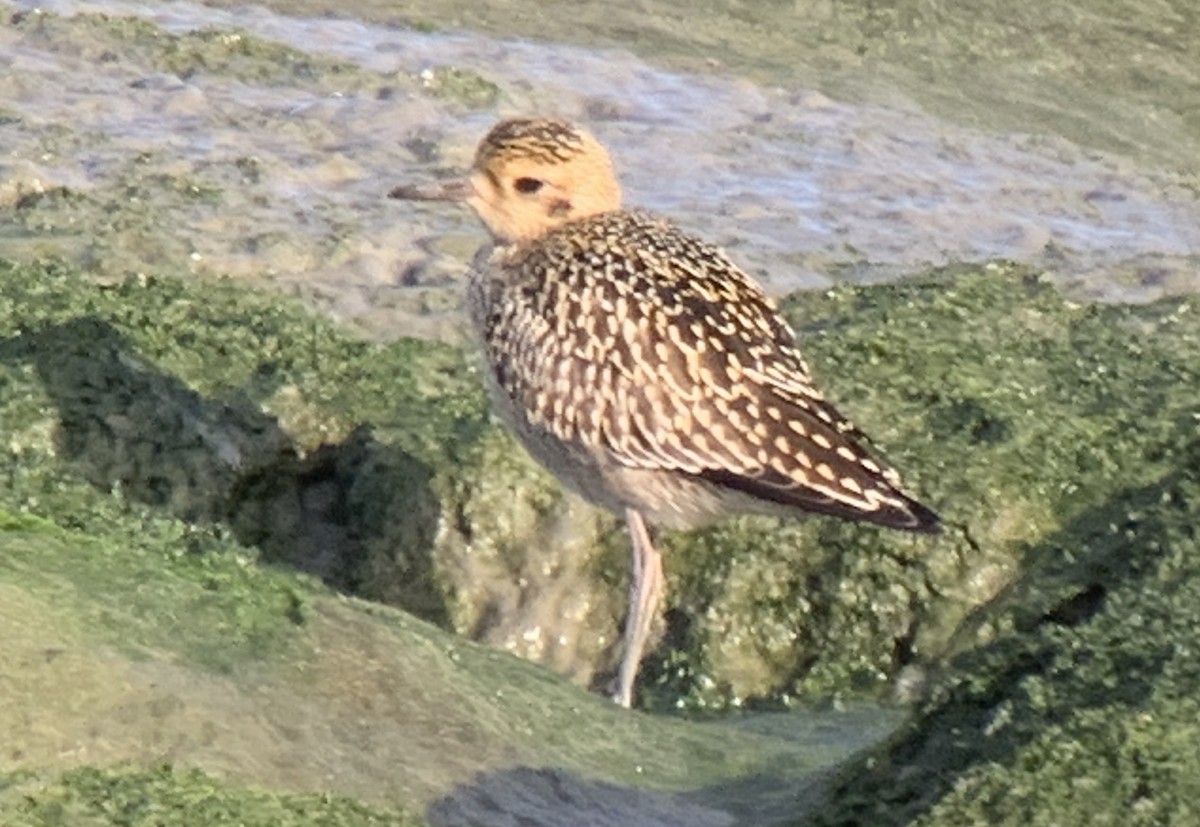 Pacific Golden-Plover - ML643211642