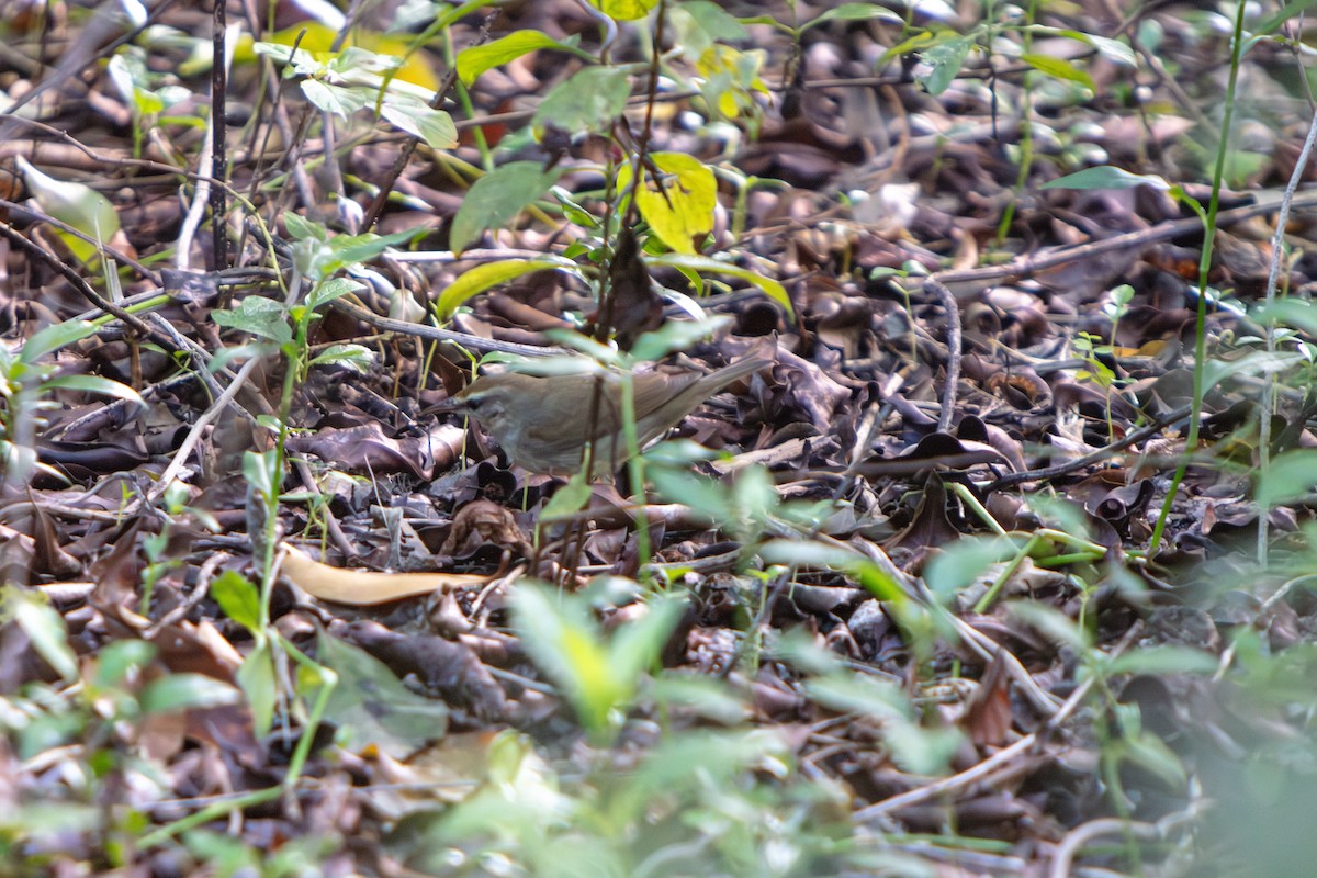 Swainson's Warbler - ML643211648