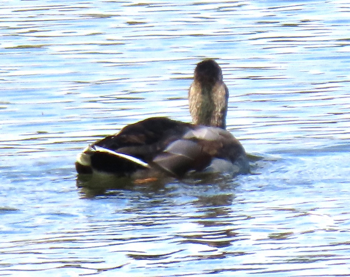 Mallard/Mexican Duck - ML643211649