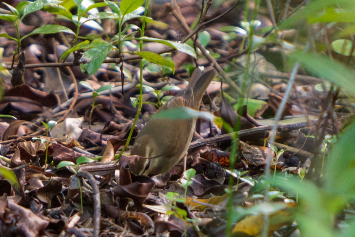 Swainson's Warbler - ML643211656