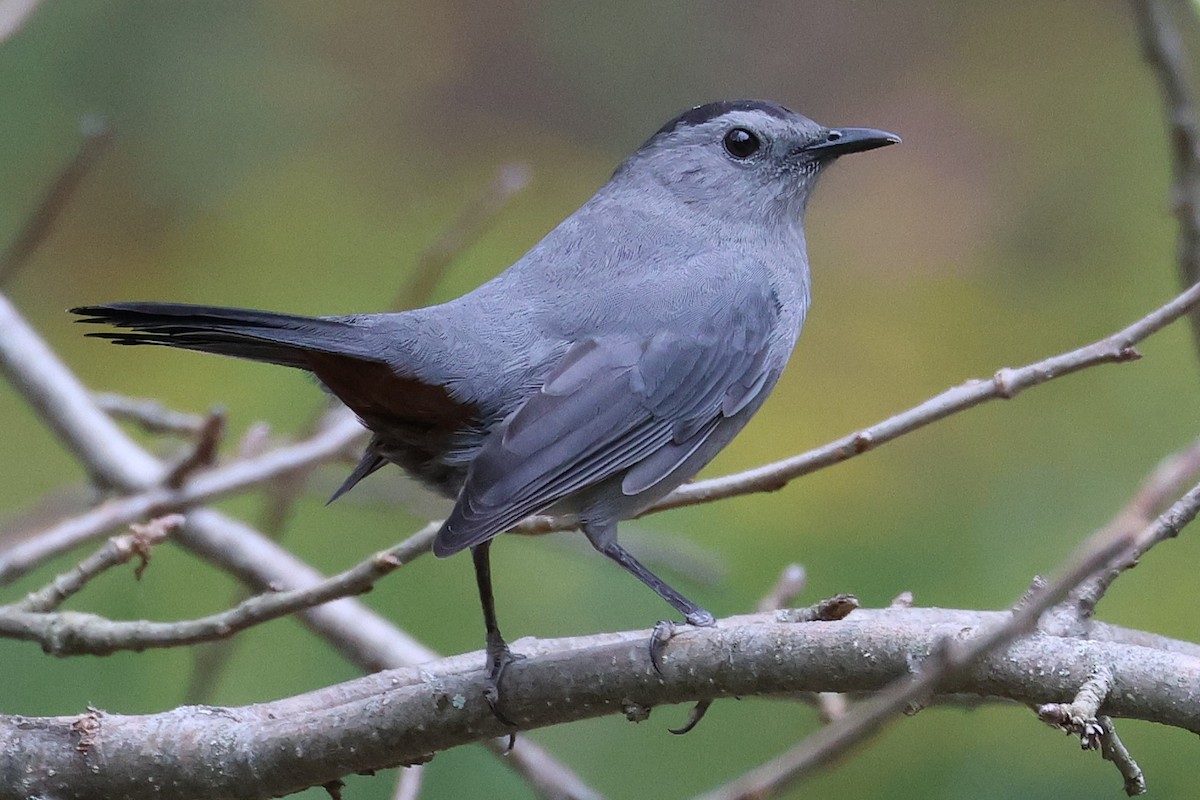 kattespottefugl - ML643211657