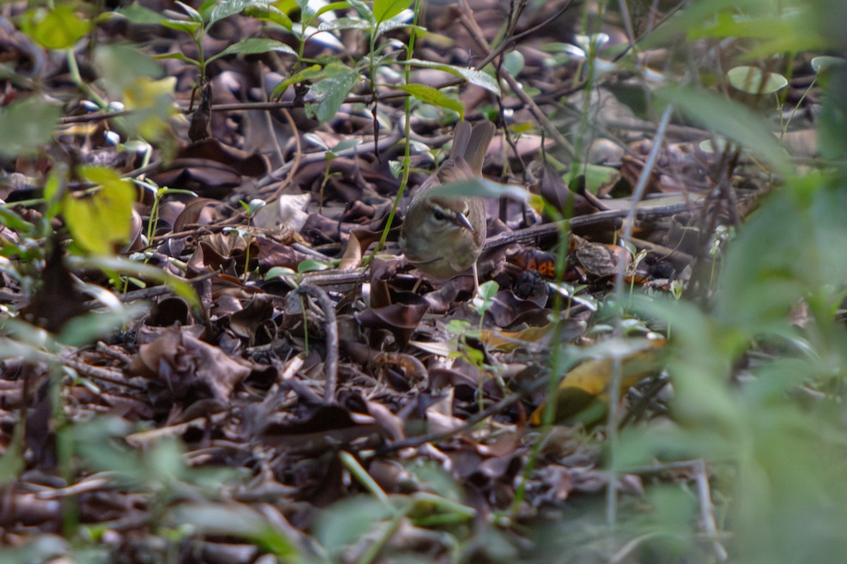 Swainson's Warbler - ML643211659