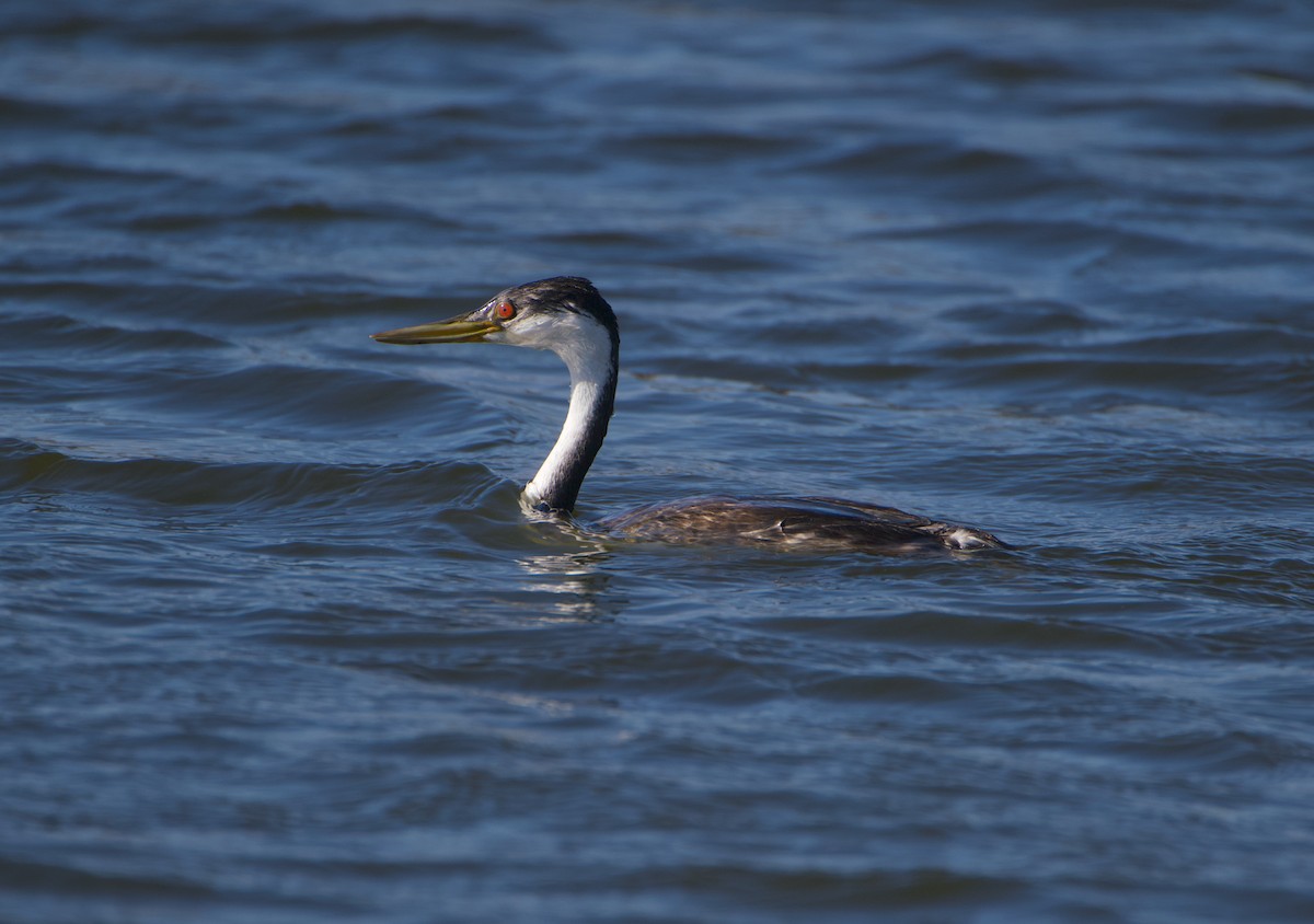 Western Grebe - ML643211667
