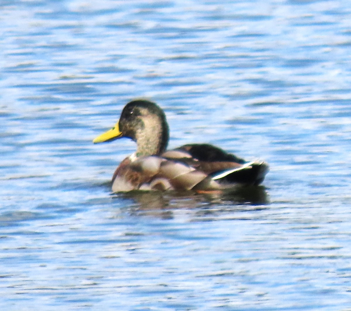 Mallard/Mexican Duck - ML643211668