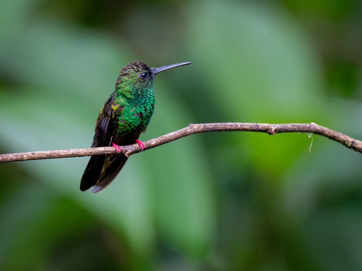 Bronze-tailed Plumeleteer - ML643211698