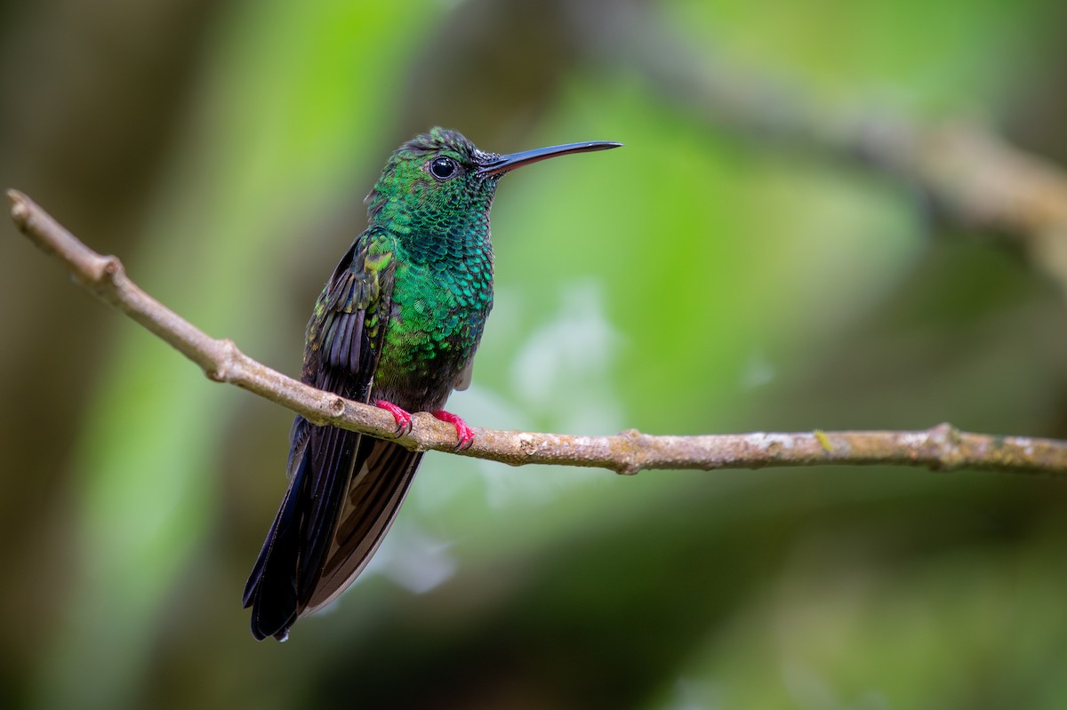 Bronze-tailed Plumeleteer - ML643211699