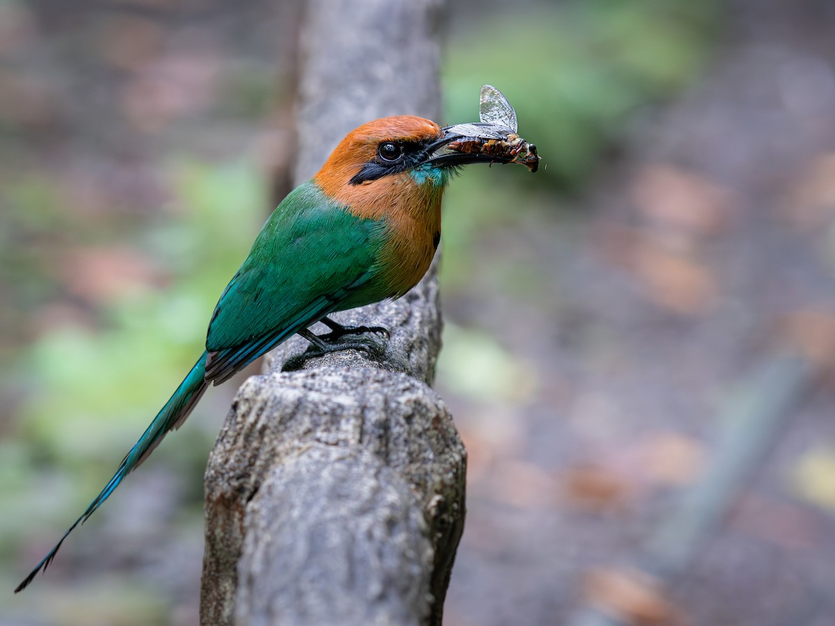 Broad-billed Motmot - ML643211713