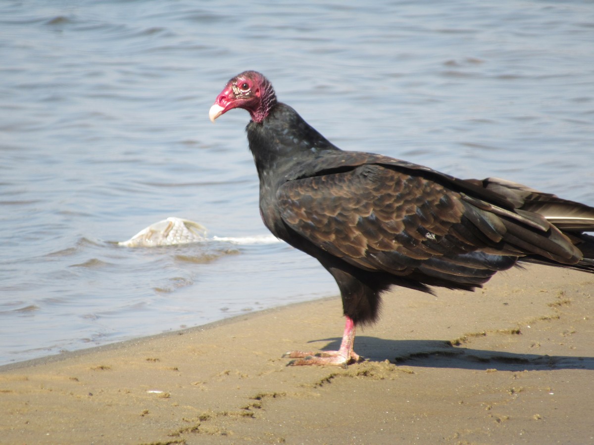 Turkey Vulture - ML643211752