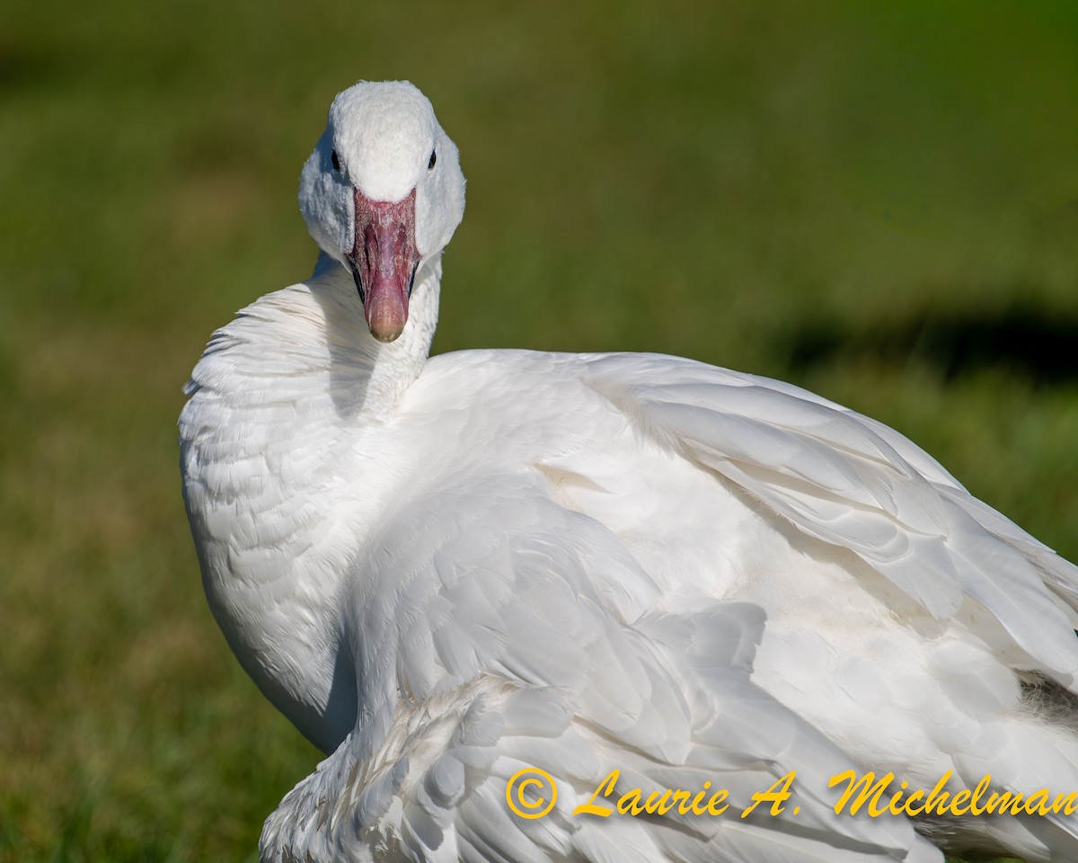 Snow Goose - ML643211754