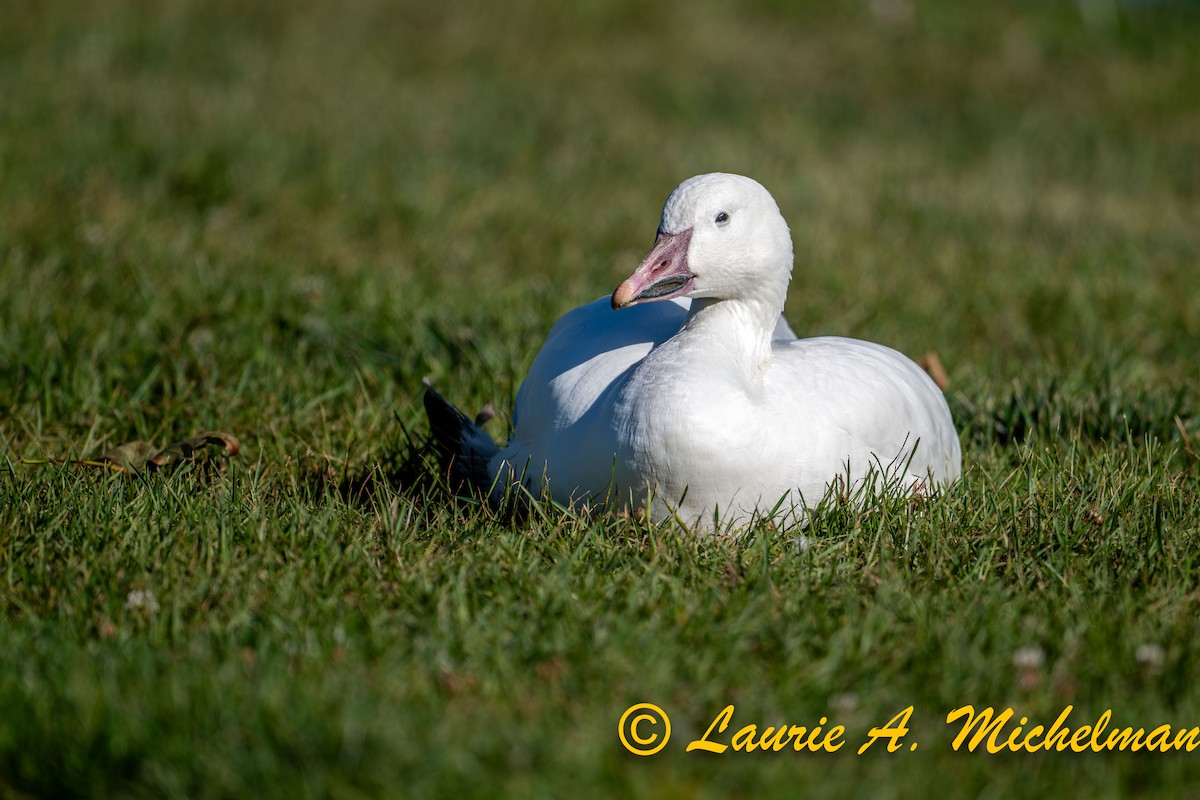 Snow Goose - ML643211755