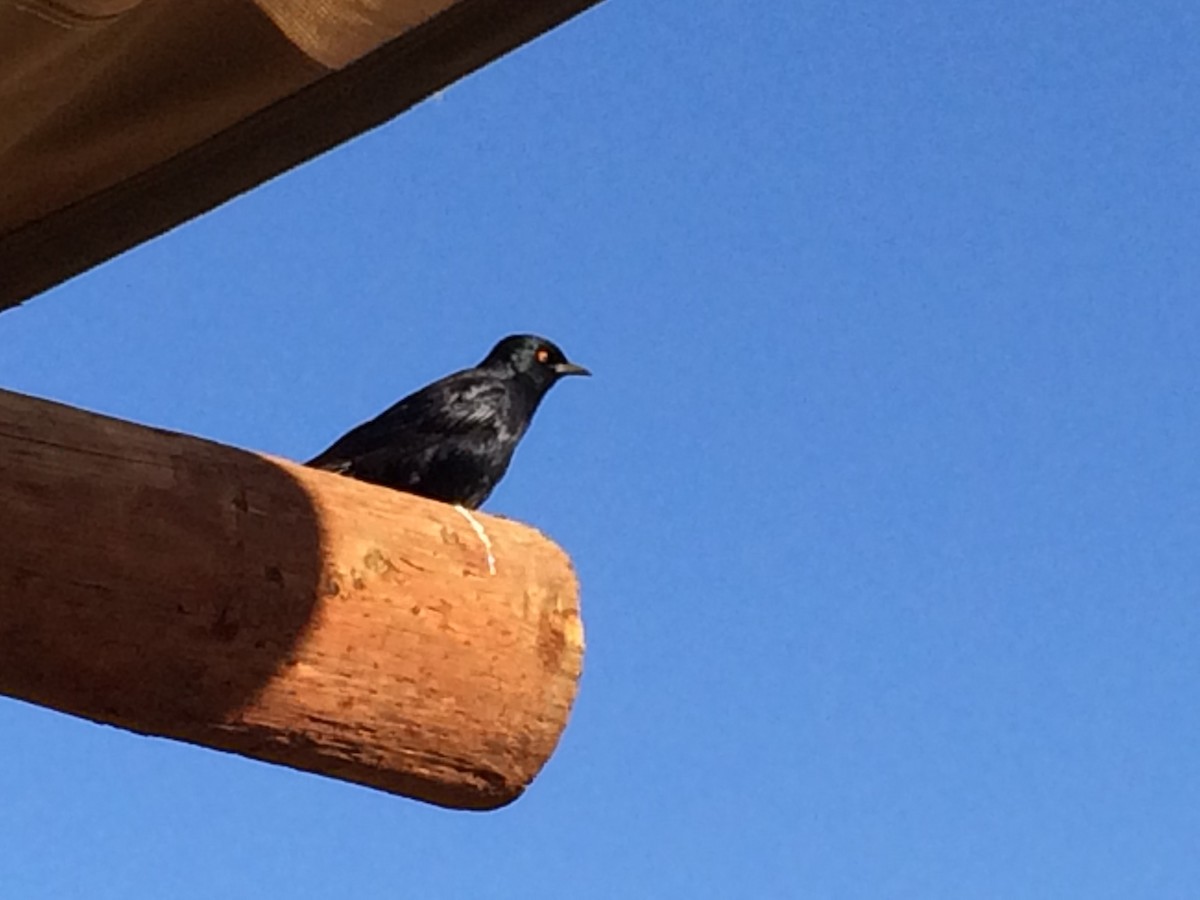 Pale-winged Starling - ML643211765