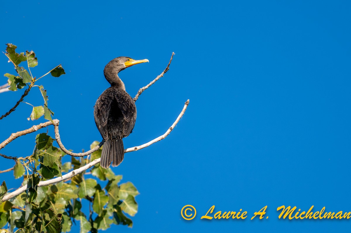 Double-crested Cormorant - ML643211768
