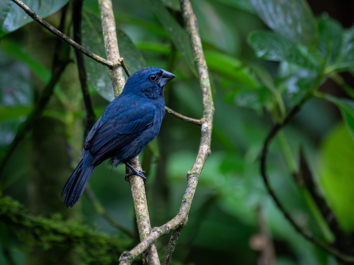 Blue-black Grosbeak - ML643211774