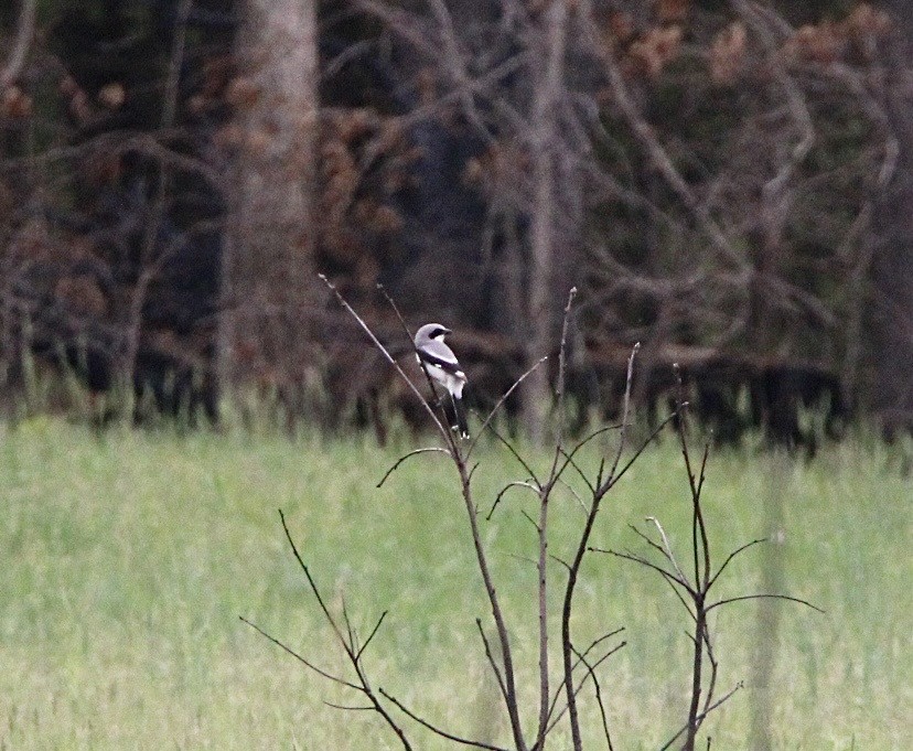 Loggerhead Shrike - ML643211784
