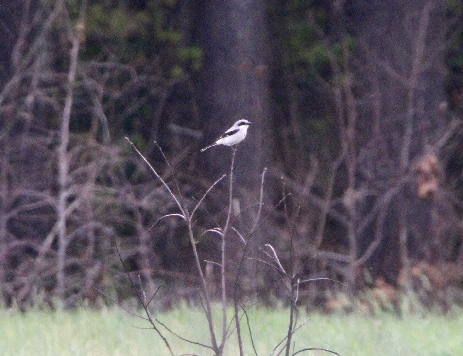 Loggerhead Shrike - ML643211785