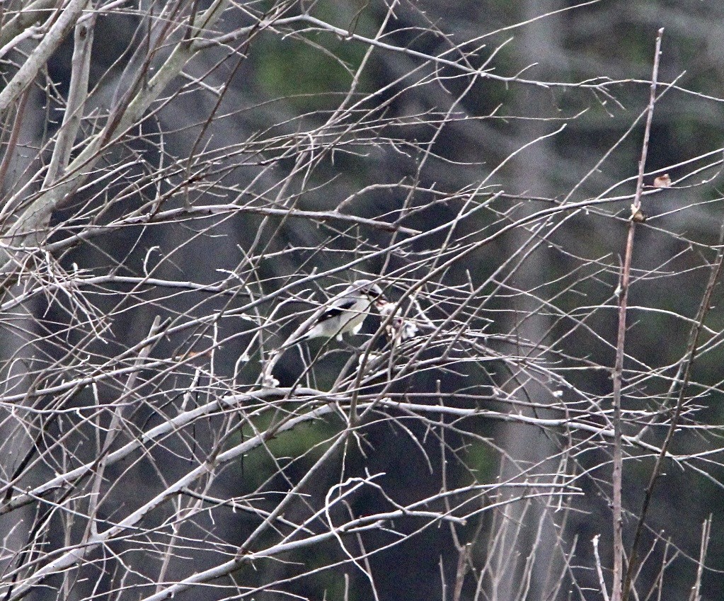 Loggerhead Shrike - ML643211786