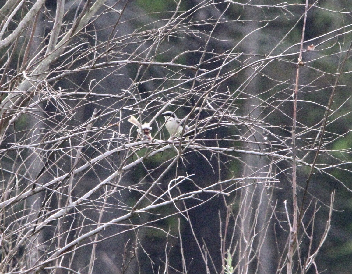 Loggerhead Shrike - ML643211787