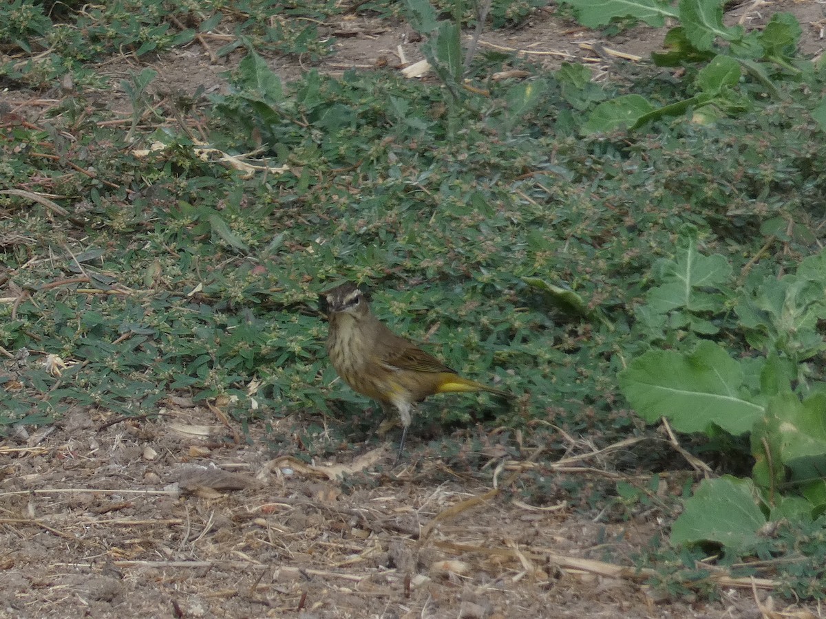 Palm Warbler - ML643211794