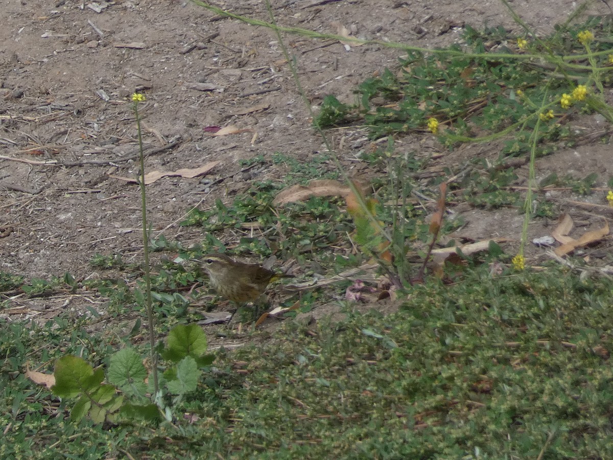 Palm Warbler - ML643211795