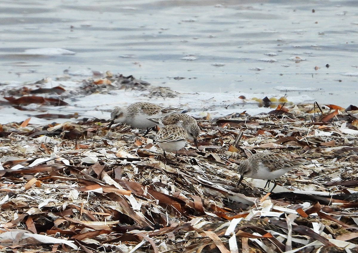 Red-necked Stint - ML643211803
