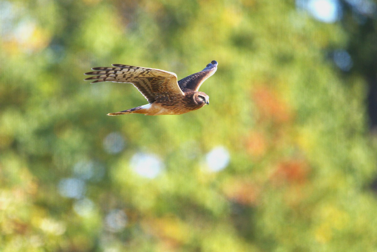 moták severoamerický - ML643211809