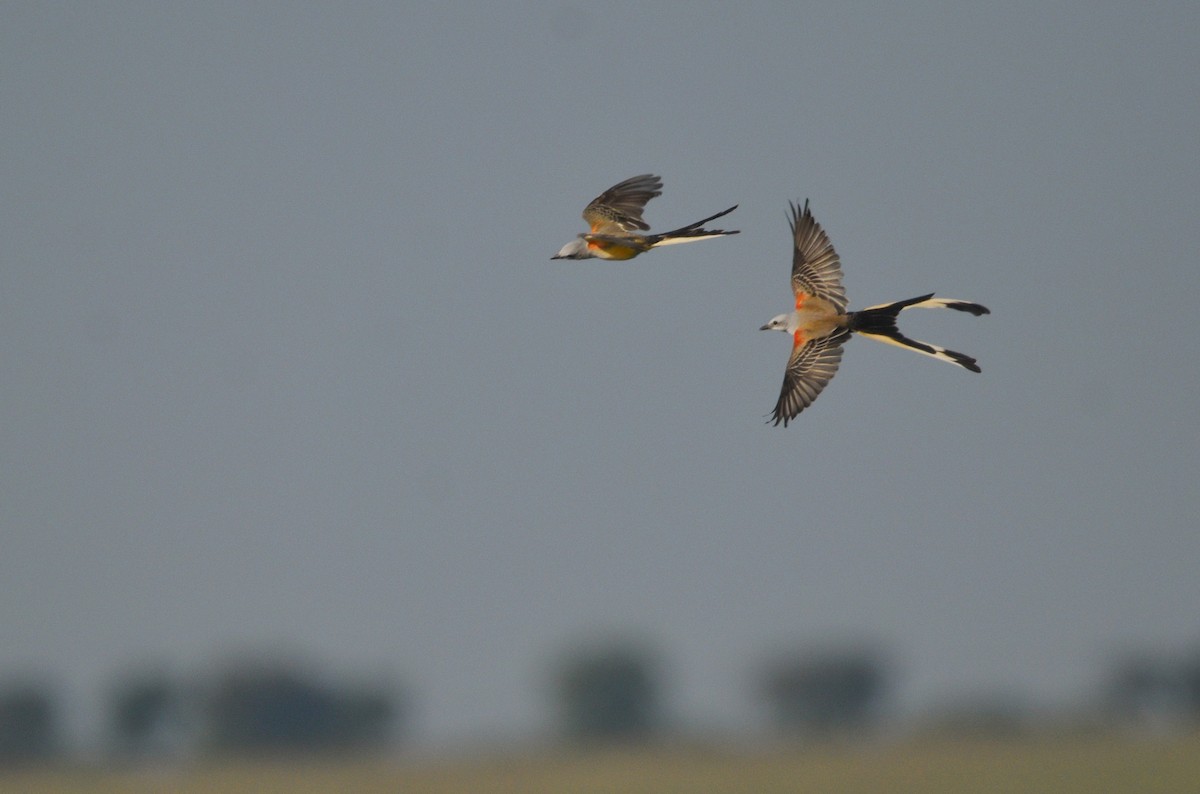 Scissor-tailed Flycatcher - ML643211811
