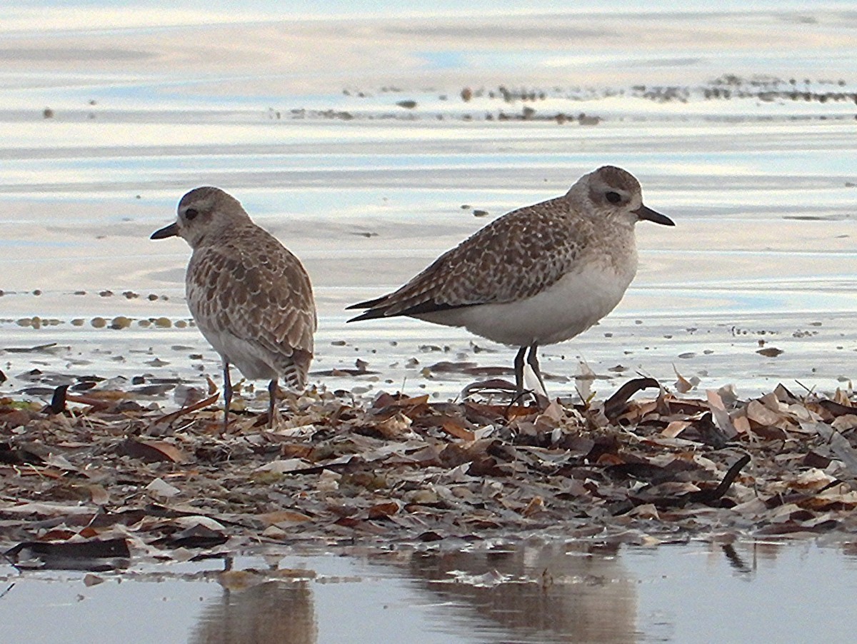 Black-bellied Plover - ML643211821