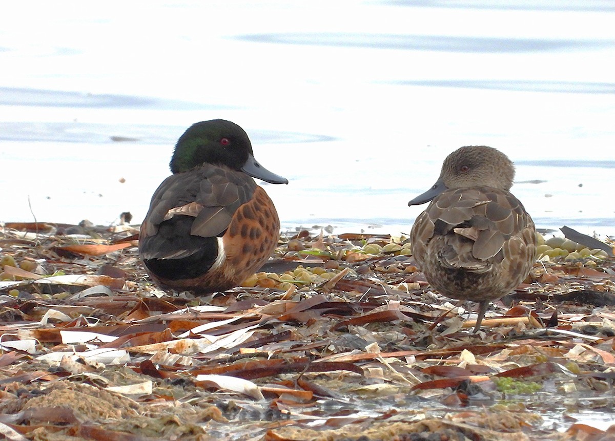 Chestnut Teal - ML643211833