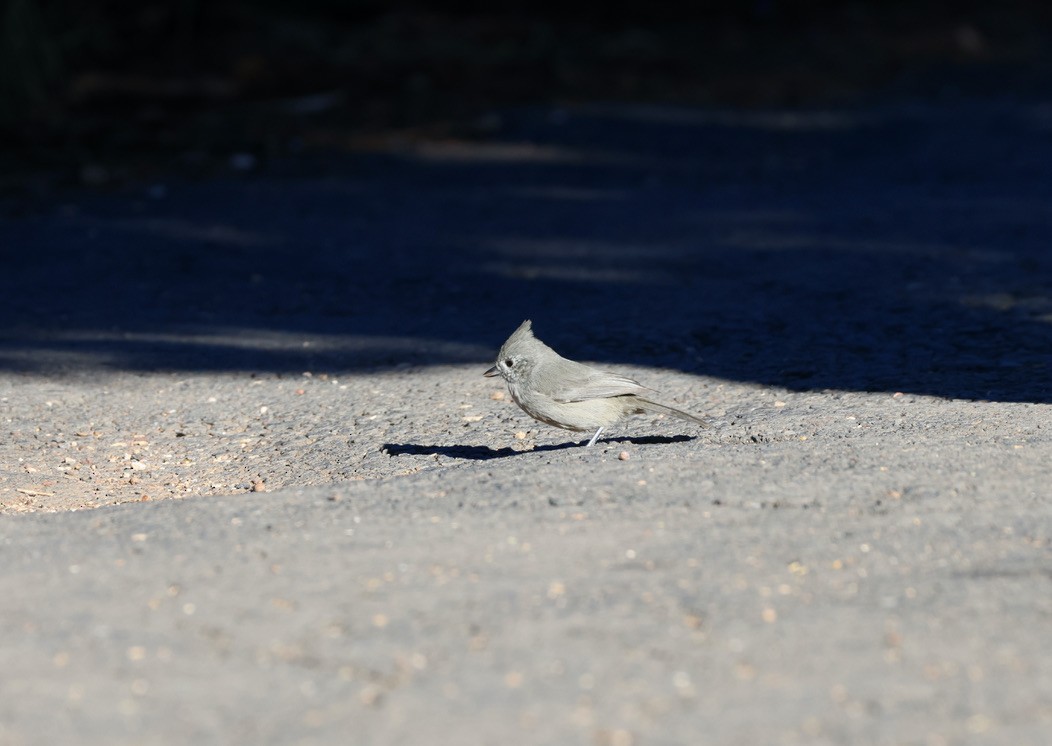 Juniper Titmouse - ML643211867