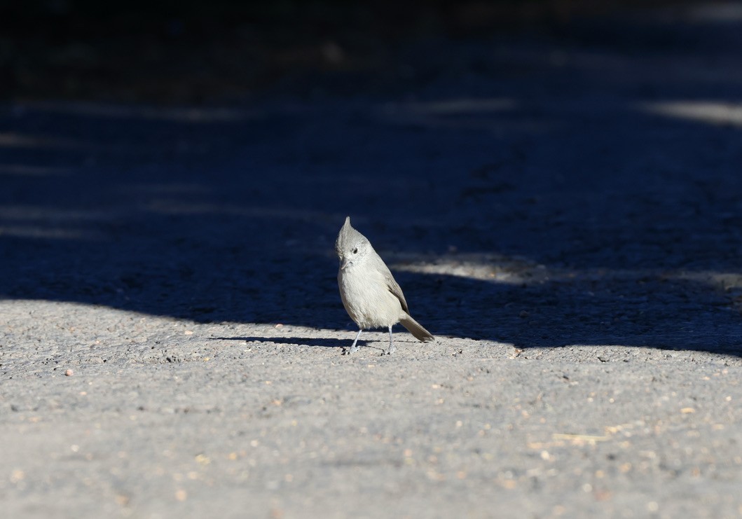 Juniper Titmouse - ML643211868