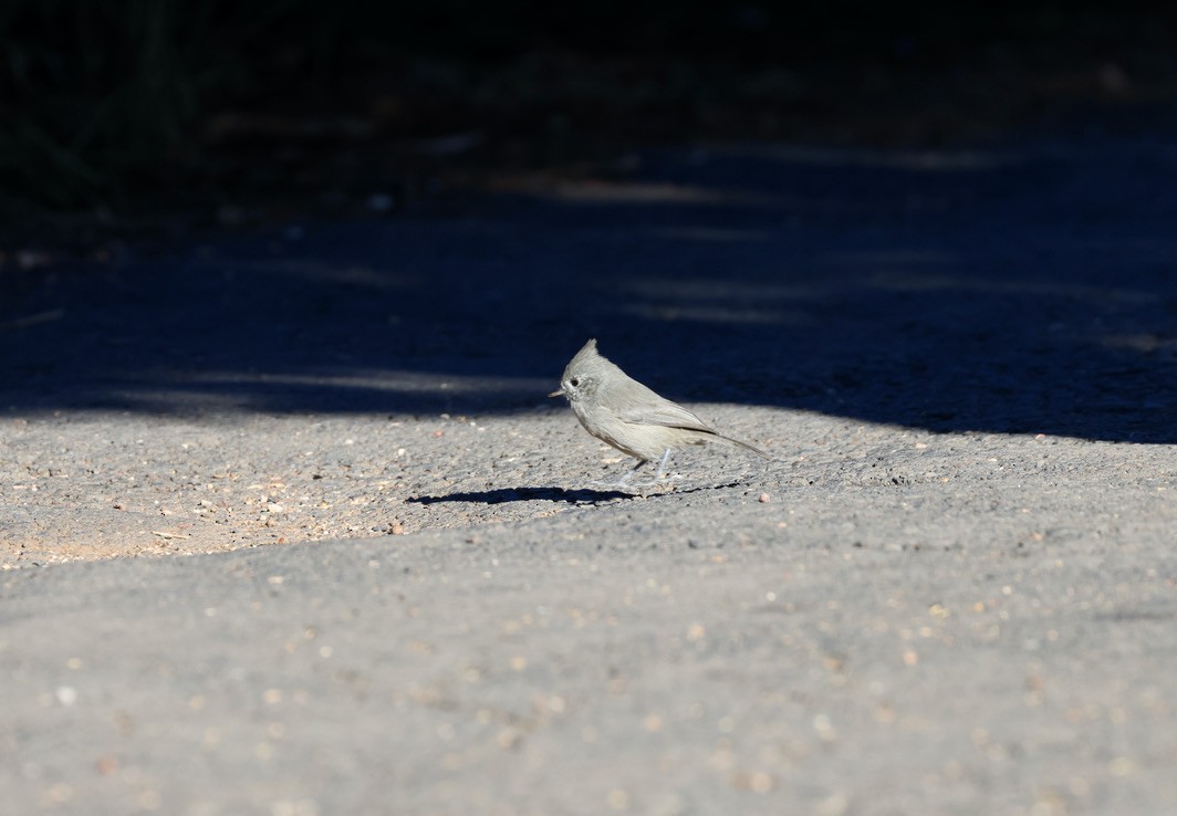 Juniper Titmouse - ML643211869