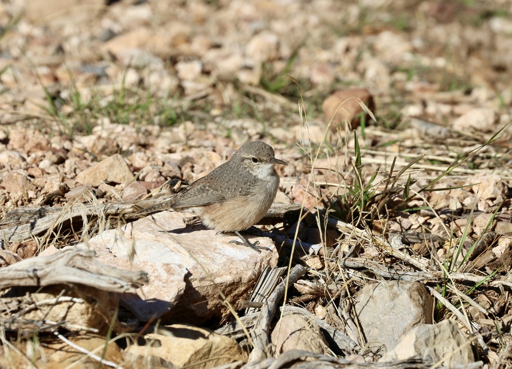 Rock Wren - ML643211875