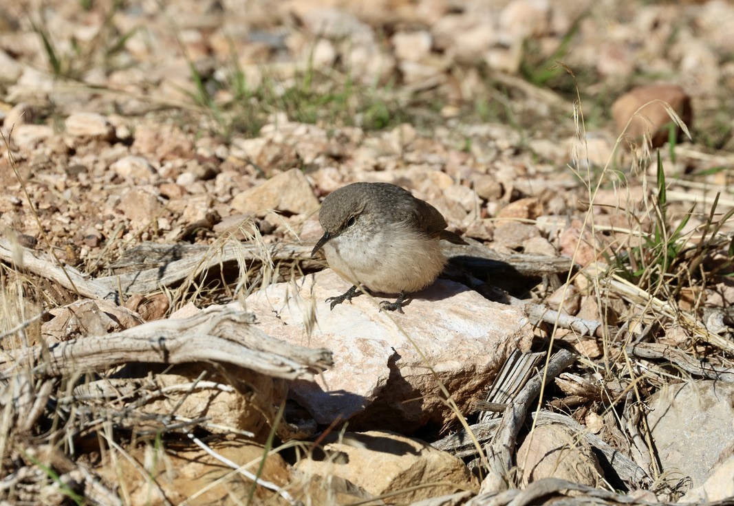 Rock Wren - ML643211876
